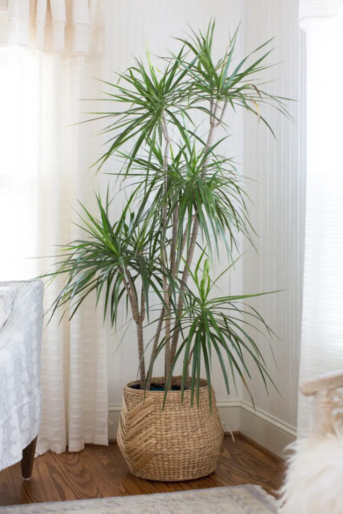 plantas para purificar o ar em casa,plantas purificadoras,plantas que purificam o ar,purificar o ar,plantas para dentro de casa