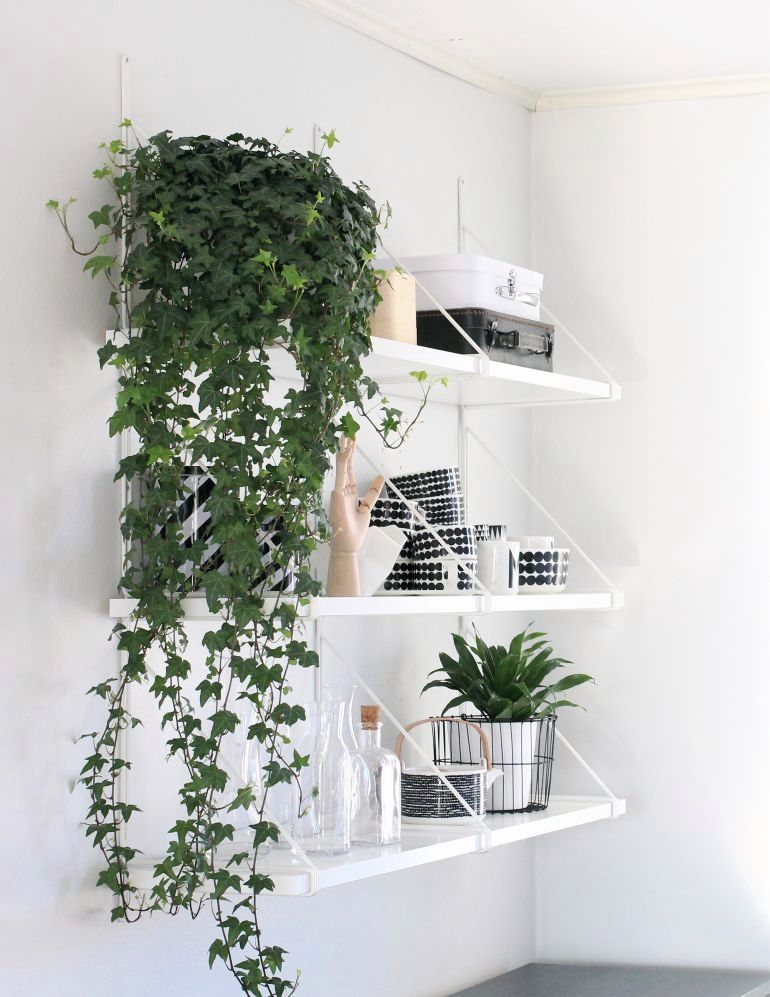 plantas para purificar o ar em casa,plantas purificadoras,plantas que purificam o ar,purificar o ar,plantas para dentro de casa