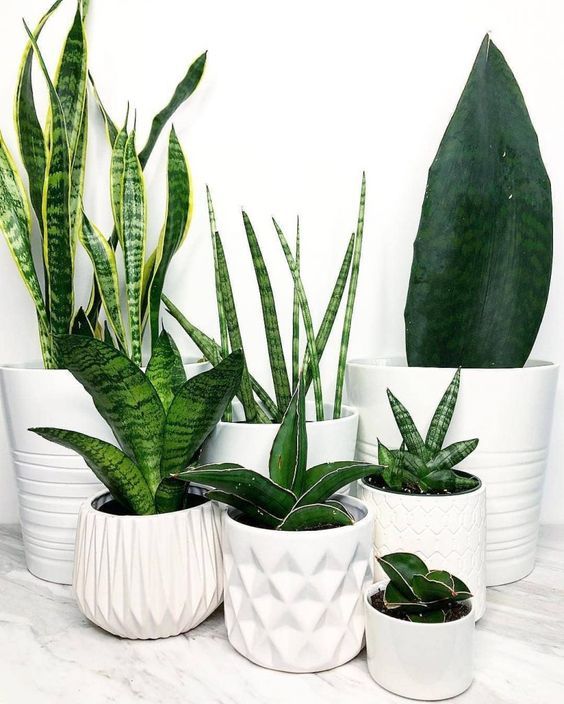 plantas para purificar o ar em casa,plantas purificadoras,plantas que purificam o ar,purificar o ar,plantas para dentro de casa