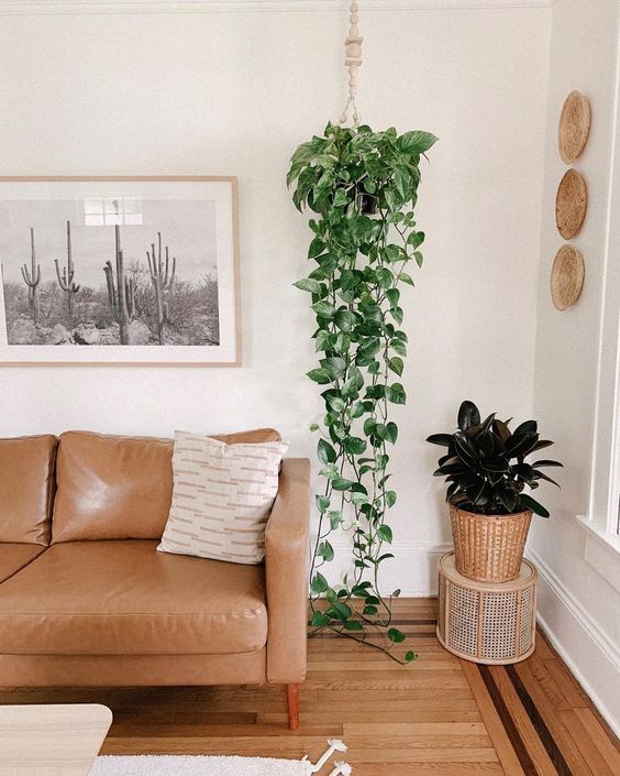 plantas para purificar o ar em casa,plantas purificadoras,plantas que purificam o ar,purificar o ar,plantas para dentro de casa