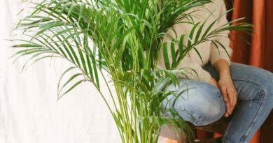 melhores plantas para purificar o ar em casa