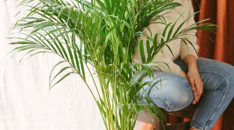 melhores plantas para purificar o ar em casa