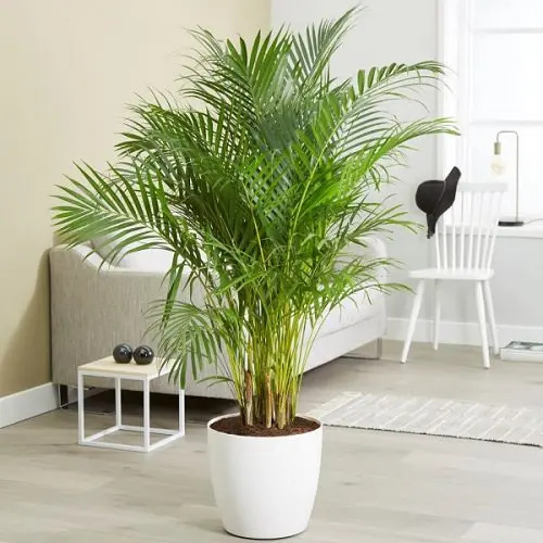 plantas para purificar o ar em casa,plantas purificadoras,plantas que purificam o ar,purificar o ar,plantas para dentro de casa