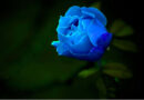 significado da rosa azul