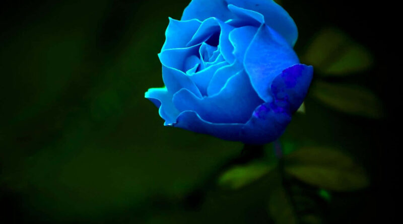 significado da rosa azul